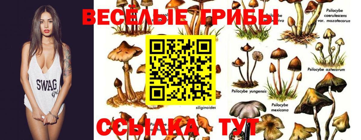 Галлюциногенные грибы прущие грибы  Вход с VPN  Прохладный 